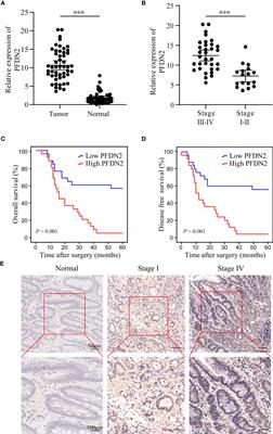 PFDN2 promotes cell cycle progression via the hnRNPD-MYBL2 axis in gastric cancer